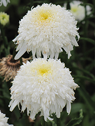 Summer Snowball Shasta Daisy (Leucanthemum x superbum 'Summer Snowball') at Lakeshore Garden Centres