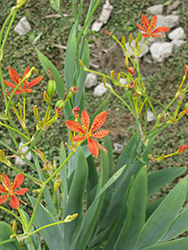 Blackberry Lily (Belamcanda chinensis) at Green Thumb Garden Centre