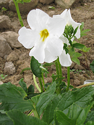 Snowtop Garden Gloxinia (Incarvillea delavayi 'Snowtop') at Lakeshore Garden Centres