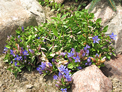 Dark Blue Summer Gentian (Gentiana septemfida 'Dark Blue') at Lakeshore Garden Centres