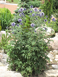 Veitch's Blue Globe Thistle (Echinops ritro 'Veitch's Blue') at Golden Acre Home & Garden