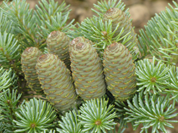 Blauer Pfiff Korean Fir (Abies koreana 'Blauer Pfiff') at Lakeshore Garden Centres