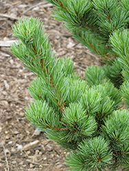 Aoi Japanese White Pine (Pinus parviflora 'Aoi') at Lakeshore Garden Centres