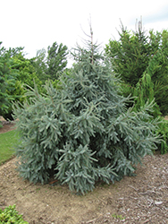 Doumet Black Spruce (Picea mariana 'Doumettii') at Lakeshore Garden Centres