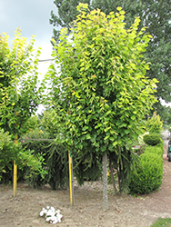 Wratislaviensis Linden (Tilia x europaea 'Wratislaviensis') at Lakeshore Garden Centres