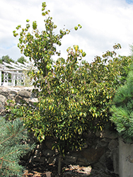Gold Cup Chinese Dogwood (Cornus kousa 'Gold Cup') at Lakeshore Garden Centres