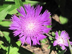 Stoke's Aster (Stokesia laevis) at Lakeshore Garden Centres