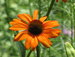 Tiki Torch Coneflower (Echinacea 'Tiki Torch') at Lakeshore Garden Centres