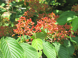 Shoshoni Doublefile Viburnum (Viburnum plicatum 'Shoshoni') at Lakeshore Garden Centres