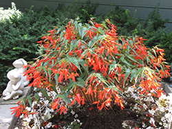 Santa Cruz Sunset Begonia (Begonia boliviensis 'Santa Cruz Sunset') at Lakeshore Garden Centres