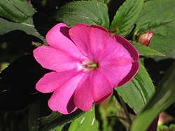Infinity Blushing Lilac New Guinea Impatiens (Impatiens hawkeri 'Visinfblla') at A Very Successful Garden Center