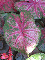 Florida Roselight Caladium (Caladium 'Florida Roselight') at Lakeshore Garden Centres