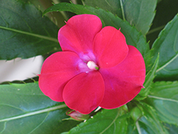 Infinity Cherry Red New Guinea Impatiens (Impatiens hawkeri 'Visinfchrimp') at Lakeshore Garden Centres