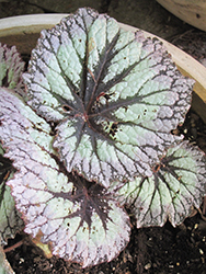 Fireworks Begonia (Begonia rex 'Fireworks') at Lakeshore Garden Centres