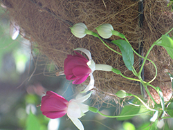 Starry Trails Fuchsia (Fuchsia 'Starry Trails') at Lakeshore Garden Centres
