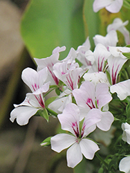Glacier White Geranium (Pelargonium 'Glacier White') at Lakeshore Garden Centres