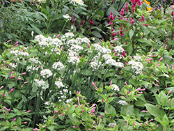 Garlic Chives (Allium tuberosum) at Peter Knippel Garden Centre