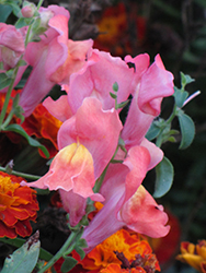 Montego Pink Snapdragon (Antirrhinum majus 'Montego Pink') at Lakeshore Garden Centres