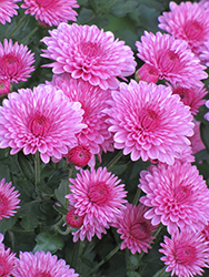 Cheryl Pink Chrysanthemum (Chrysanthemum 'Cheryl Pink') at Lakeshore Garden Centres