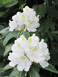 Rosebay Rhododendron (Rhododendron maximum) at Lakeshore Garden Centres