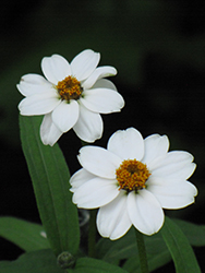 Crystal White Zinnia (Zinnia 'Crystal White') at Lakeshore Garden Centres