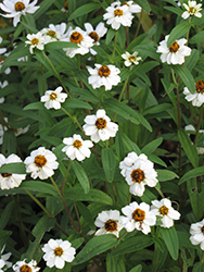 Crystal White Zinnia (Zinnia 'Crystal White') at Lakeshore Garden Centres