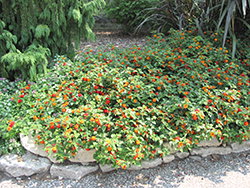 South Beach Compact Heat Lantana (Lantana camara 'South Beach Compact Heat') at Lakeshore Garden Centres
