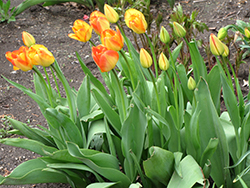 Tequila Sunrise Tulip (Tulipa 'Tequila Sunrise') at Lakeshore Garden Centres