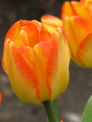 Tequila Sunrise Tulip (Tulipa 'Tequila Sunrise') at Lakeshore Garden Centres