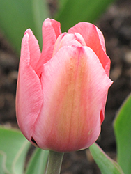 Design Impression Tulip (Tulipa 'Design Impression') at Peter Knippel Garden Centre