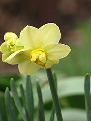 Yellow Cheerfulness Daffodil (Narcissus x poetaz 'Yellow Cheerfulness') at Lakeshore Garden Centres