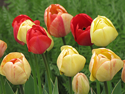Silverstream Tulip (Tulipa 'Silverstream') at Lakeshore Garden Centres