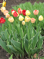 Silverstream Tulip (Tulipa 'Silverstream') at Lakeshore Garden Centres