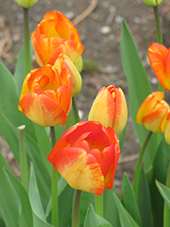 Tequila Sunrise Tulip (Tulipa 'Tequila Sunrise') at Lakeshore Garden Centres