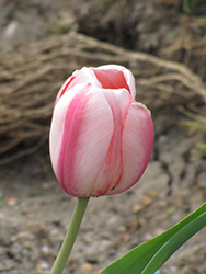 All That Jazz Tulip (Tulipa 'All That Jazz') at Lakeshore Garden Centres