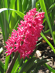 Jan Bos Hyacinth (Hyacinthus orientalis 'Jan Bos') at Peter Knippel Garden Centre