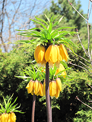 Aurora Fritillaria (Fritillaria imperialis 'Aurora') at Lakeshore Garden Centres