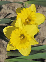 Dutch Master Daffodil (Narcissus 'Dutch Master') at Peter Knippel Garden Centre