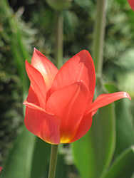 Red Emperor Tulip (Tulipa fosteriana 'Red Emperor') at Peter Knippel Garden Centre