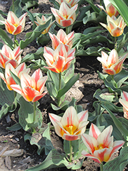 Quebec Tulip (Tulipa 'Quebec') at Peter Knippel Garden Centre