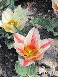 Quebec Tulip (Tulipa 'Quebec') at Peter Knippel Garden Centre