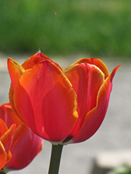 World's Favorite Tulip (Tulipa 'World's Favorite') at Lakeshore Garden Centres