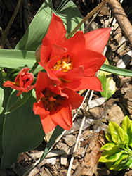 Toronto Tulip (Tulipa 'Toronto') at Lakeshore Garden Centres