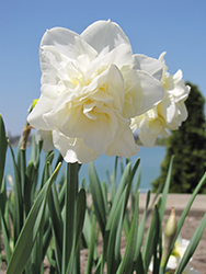 White Lion Daffodil (Narcissus 'White Lion') at Lakeshore Garden Centres