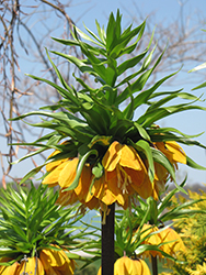 Striped Beauty Fritillaria (Fritillaria imperialis 'Striped Beauty') at Lakeshore Garden Centres