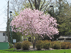 Pink Perfection Magnolia (Magnolia stellata 'Pink Perfection') at Lakeshore Garden Centres
