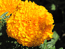 Inca II Orange Marigold (Tagetes erecta 'Inca II Orange') at Golden Acre Home & Garden