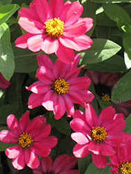 Zahara Cherry Zinnia (Zinnia 'Zahara Cherry') at Lakeshore Garden Centres