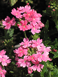 Aztec Magic Dark Pink Verbena (Verbena 'Aztec Magic Pink') at Lakeshore Garden Centres