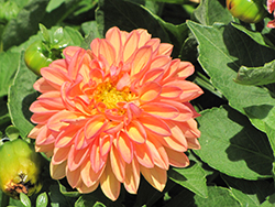 Dahlietta Apricot Sunrise Dahlia (Dahlia 'Dahlietta Apricot Sunrise') at Lakeshore Garden Centres